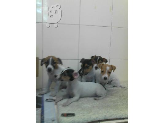 PoulaTo: Jack Russell